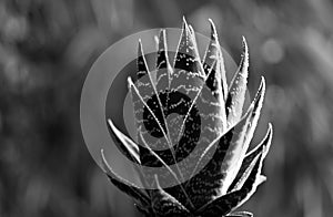 Agave cactus, aloe vera. Cactus backdround, cacti design pattern.