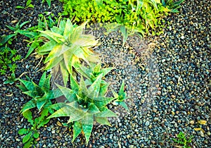 Agave cactus on a background of shallow pebbles- natural background.