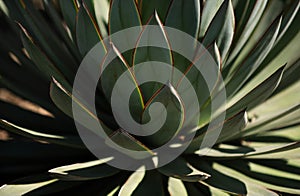 Agave cactus. Cactus backdround, cacti design or cactaceae pattern.