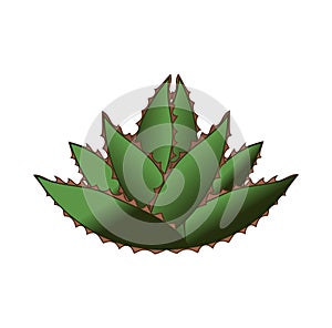 Agave Cactus cartoon design illustration