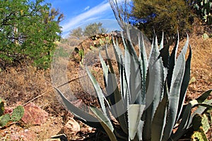 Agave Cactus in Colossal Cave Mountain Park