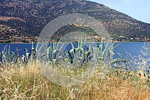 Agave Cactus and Dry Grass Weeds Overlooking Sea, Greece