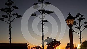 Agave cactus flower, wild west lantern at sunset dusk, western California, USA.