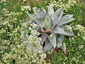 Agave Cactus and Flowers at Albuquerque BioPark Botanic Garden