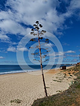 Agave cactus in free nature at the beach