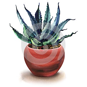 Agave cactus, green leaves in flower pot, succulent plant, isolated, watercolor painting on white