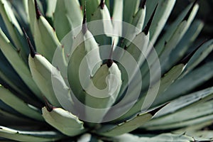 Agave cactus macro - plant closeup