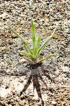 Agave cactus, Maricopa County, Mesa, Arizona