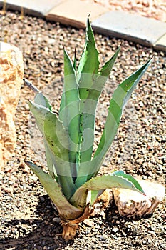 Agave cactus, Maricopa County, Mesa, Arizona