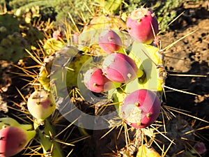 Agave Cactus Plant Blooming