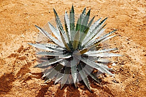 Agave cactus plant on dry sand background