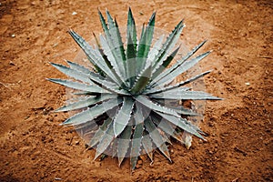 Agave cactus plant on dry sand background