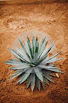 Agave cactus plant on dry sand background