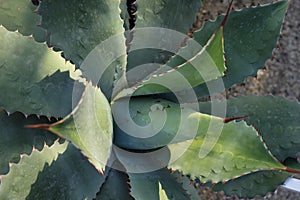 Agave cactus plant from mexico