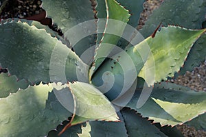 Agave cactus plant from mexico