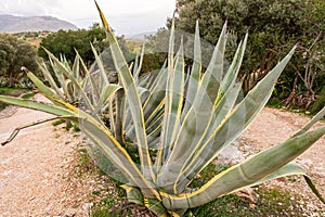 Agave cactus in Sicily, countyside of Italy summer
