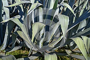 Agave cactus thickets in a tropical park