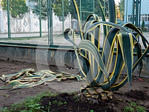 Agave with clipped leaves. Agave leaves on the ground. The work of a co-worker. Landscaping work