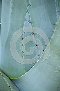 Agave close-up