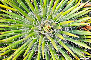 Agave close-up, green century plant at cactus garden, Lanzarote, Canary Islands, Spain