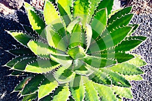 Agave close-up, green century plant at cactus garden, Lanzarote, Canary Islands, Spain