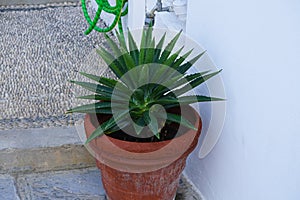 Agave decipiens grows in a flower pot in August. Rhodes Island, Greece