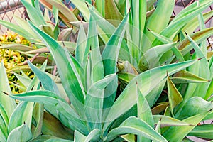 Agave demeesteriana Jacobi in closeup