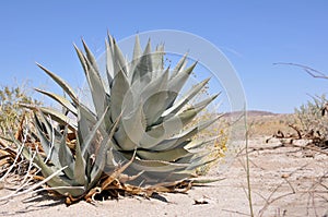 Agave on a desert