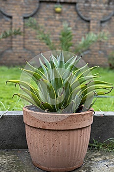 Agave desmettiana green leaves with yellow edges plant in a concrete pot