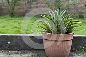 Agave desmettiana green leaves with yellow edges plant with copy space