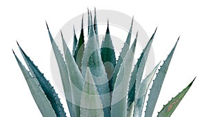 Agave desmettiana 'Variegata', Variegated Smooth Agave Plant Isolated on White Background
