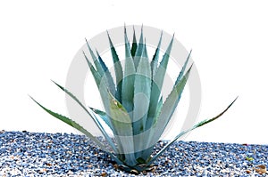 Agave desmettiana 'Variegata', Variegated Smooth Agave Plant Isolated on White Background