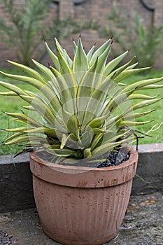 Agave desmettiana variegated in a cement pot