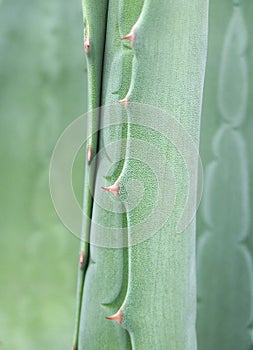 Agave, detail