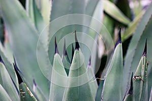 Agave fernandi regis. Succulent, cactus plant long smooth leaves, sharp prickles