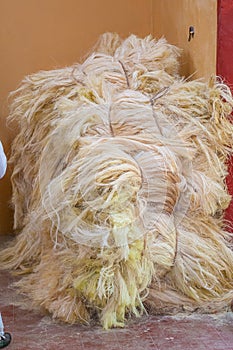 Agave fibers used for rope making, taken from Tecoh