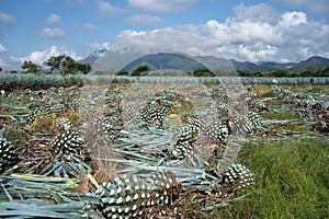 In the agave field the farmers have cut down many agave plants. photo