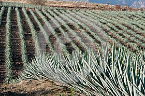 Agave field in Tequila (Mexico)