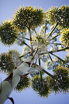 Agave Flower