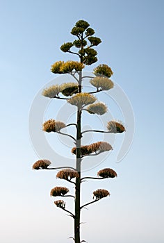 Agave flower