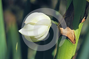 Agave flower