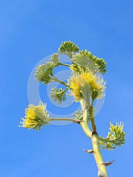 Agave flower