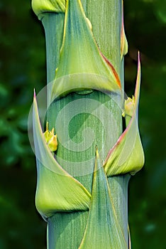 Agave Flower buds On Stem Closeup