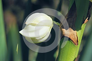 Agave flower photo