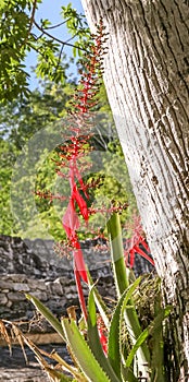 Agave flower on Coba site.