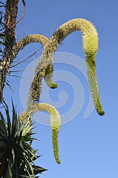 Agave flower in Funchal, Madeira, Portugal