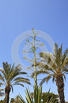 Agave flower and phonix dactylifera palm trees