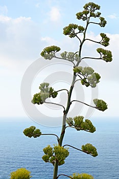 Agave flower and plant with mediterranean sea view