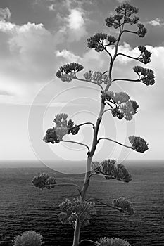 Agave flower and plant with mediterranean sea view