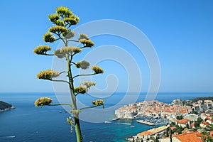 Agave flower stalk with view of Dubrovnik